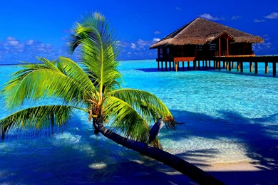 Desktop Wallpapers Tropical   Wallpapers Zone