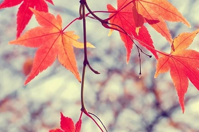 IPHONE WALLPAPER KOREAN Image Galleries   ImageKB.com