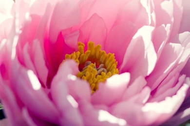 Leafs iPhone 5s Wallpapers