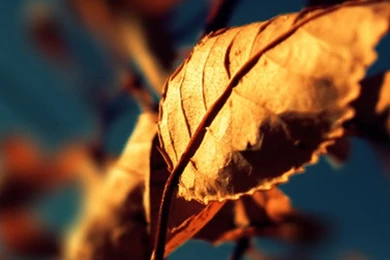 Golden Autumn Leaf Macro iPhone 6 Plus HD Wallpapers / IPod ...