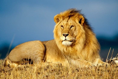 Lion