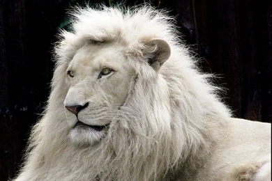 Image   White Lion Wallpaper Free.jpg   Animal Jam Clans Wiki   Wikia