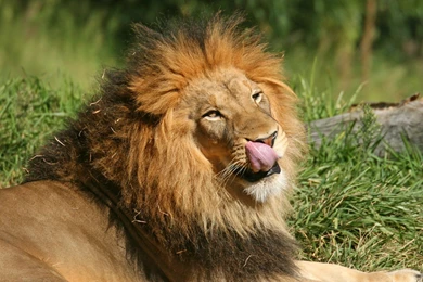 Top Wallpapers Free Lion Wallpapers