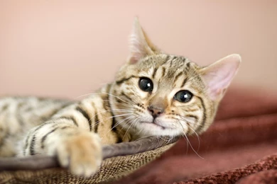 Download Wallpapers 1920x1080 Cat, Eyes, Beautiful, Face, Striped ...