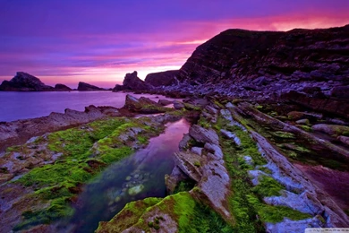 Download Beautiful Forest Scenery Wallpapers 1920x1080