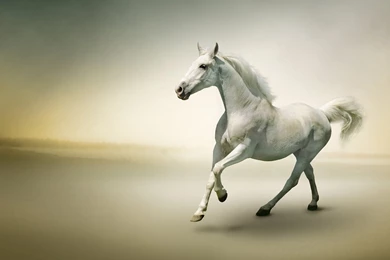 1920x1080 Beautiful Horse Wallpapers