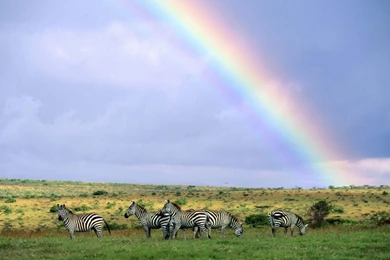 Zebra Rainbow Wallpapers,Wild Animal Wallpapers & Pictures Free ...