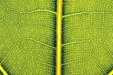 Download iPhone 5 Retina Display HD Wallpapers