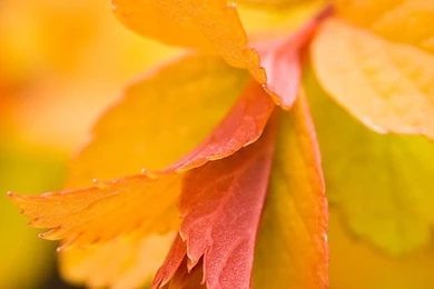 Bright Leaf Iphone 4 Wallpapers Free 640x960 Hd Iphone 4 Retina ...