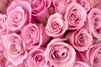 Pink Roses Wallpapers   Love Fashion