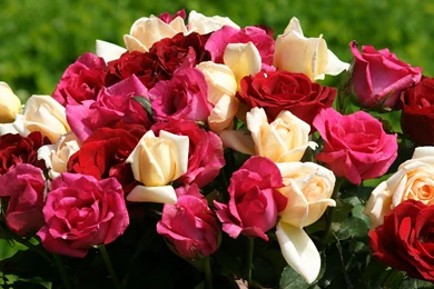 Roses   Dual Monitor Wallpapers