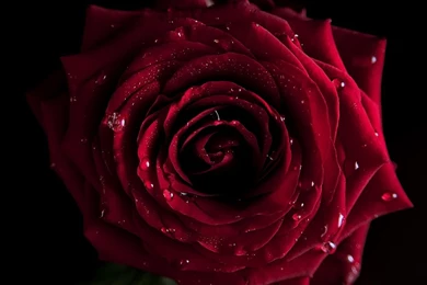 Dark Red Rose Wallpapers High Quality   Uncalke.com