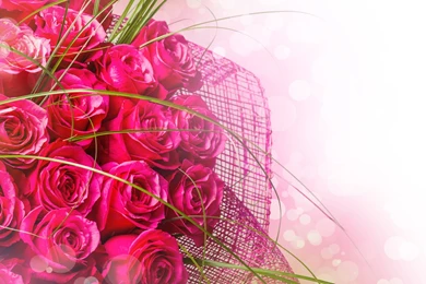 Pink And Red Roses Wallpapers, Rose Flower Images, Rose Pictures ...