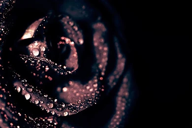Dark Red Rose Wallpapers Free   Uncalke.com
