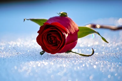 Snow On The Pink Rose Wallpapers   HD Images New