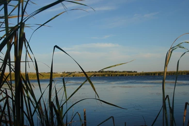 Duck Hunting Backgrounds   Wallpapers Cave