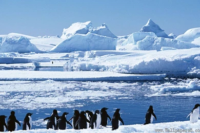 Penguins On The Iceberg － Animal Wallpapers   Free Download ...