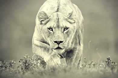 Lioness Hunting Lion Hunt Big Cat Wild Life Cats Free Wallpapers ...