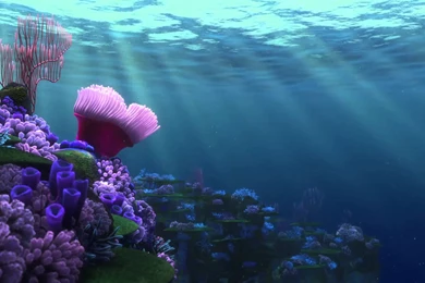 Best 1000 Screensaver: Saving Nemo Screensaver