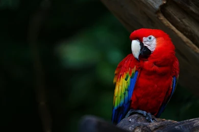 High Definition Parrot Wallpapers For Free Download