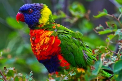 Parrots Backgrounds HD Wallpapers   HD Images New