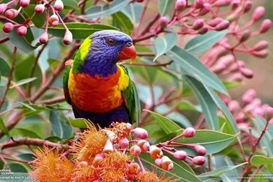 Colorful Parrot Bird Wallpapers Download HD High Resolution