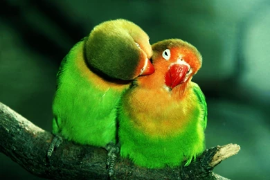 Birds Love Of Green Parrot Birds Wallpapers HD Free Download