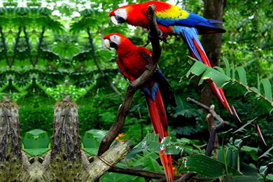 Macaw Parrot Bird Tropical (45) Wallpapers