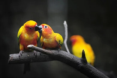 40+ Beautiful Parrot HD Wallpapers That You Will Surely Love ...