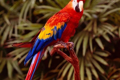 Colorful World Of Birds Wallpapers