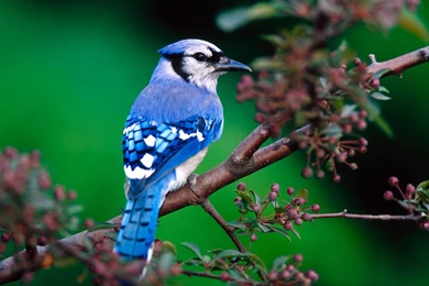 Desktop Parrot Wallpapers For Walls Download