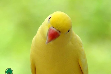 Yellow Color Parrot Bird Wallpaper.jpg