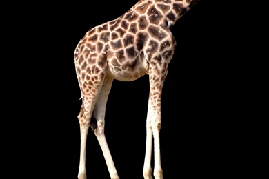 Dual Desktop Backgrounds Program