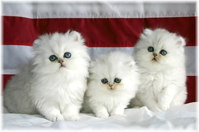 Cat Cute White Cats Wallpapers For Facebook Cover HD Wide ...