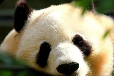 Bears Wallpapers Page 22: Sleepy Panda Sleep Asia China Pandas ...