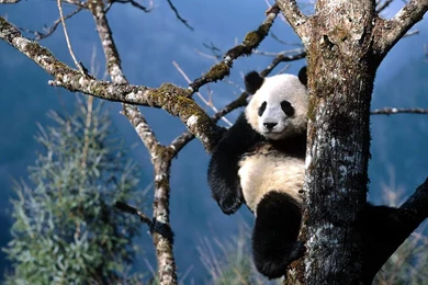China Giant Panda Bears Playing Hd Wallpapers World Picture 2 ...