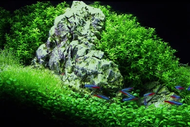 Download Wallpapers, Download 3189x1790 Grass Fish Dual Screen ...