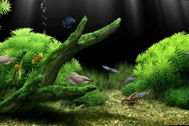 Fish Tank Backgrounds Paperfish Tank Hd The Best Hd Laptop ...