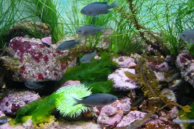 Desktop Hd 3d Fish Tank Backgrounds Free Download 3d Hd Pictures.