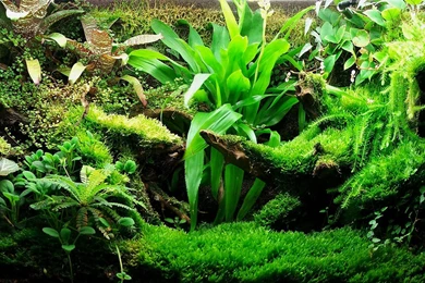 Mini Aquarium Creative Design Wallpapers 9 － Plant Wallpapers ...