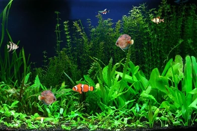 Fish Tank Bestfish Tank Hd Moving Fish Wallpapers Hd Photo Gallary ...