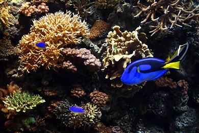 Aquarium Fish HD Desktop Wallpapers : Widescreen : High Definition ...