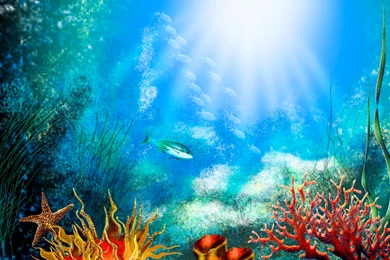 Fish Tank Hd Wallpapers 3D