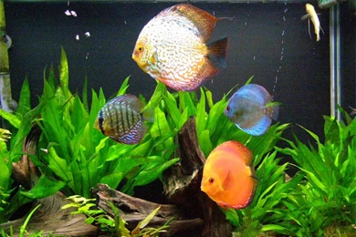 Discus Fish Wallpapers   Wallpapers Cave