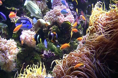 Tropical Fish Aquarium   Just For Sharing