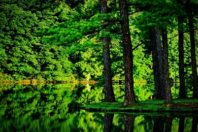 Green Forest Best Wallpaper Images World Visits