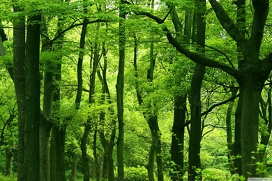 Green Forest Summer, 2560x1440 HD Wallpapers And FREE Stock Photo