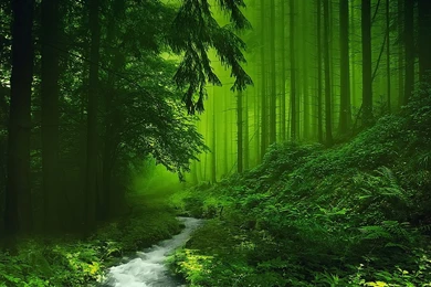 HD Green Forest Wallpapers