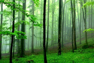 Forest HD Wallpapers   Wallpapers Cave