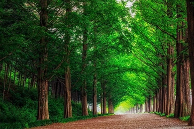 HD Backgrounds Green Forest Trees Straight Road Wallpapers ...